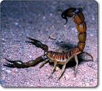l scorpion du pouv3r...